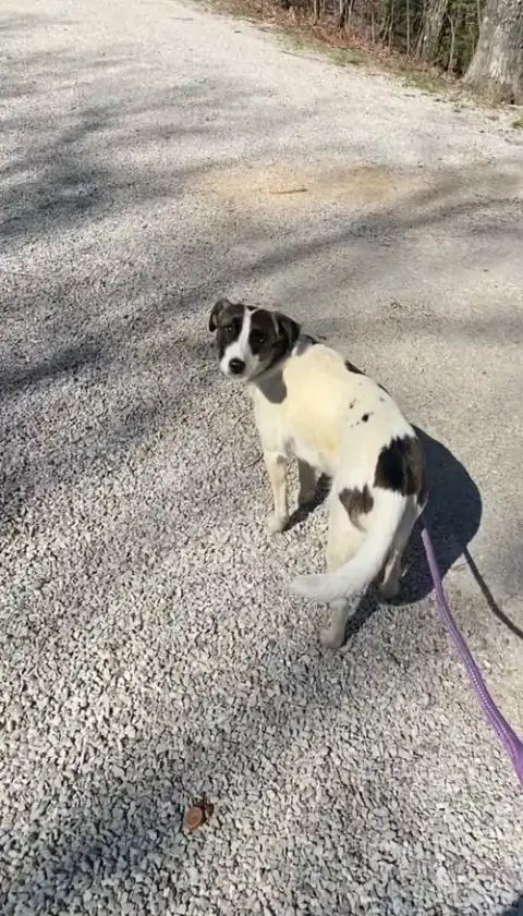 Pretty Girl Penny