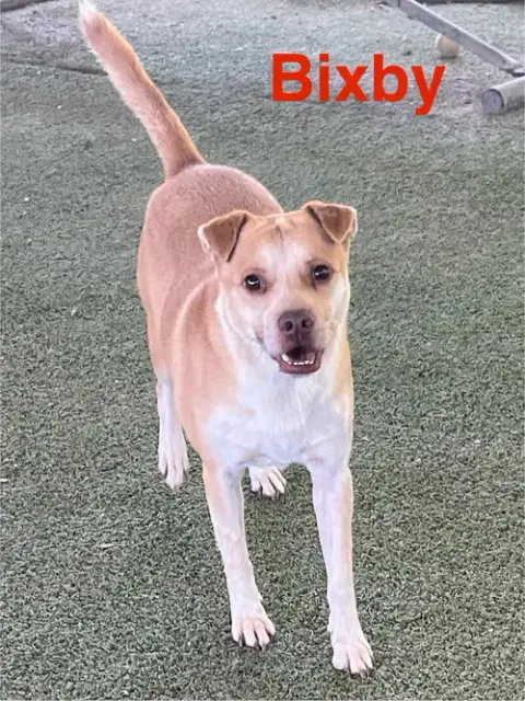 Bixby
