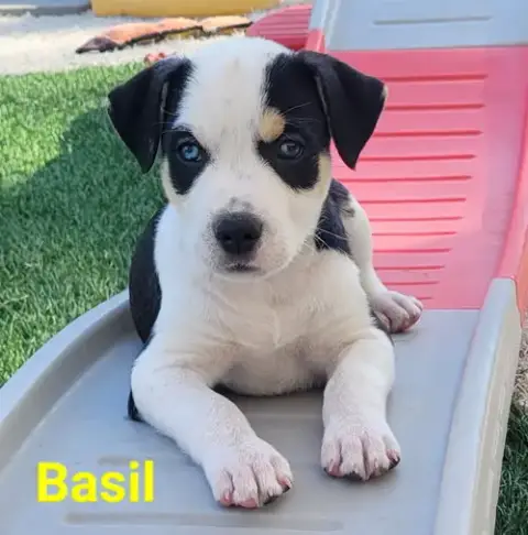 Basil photo 2