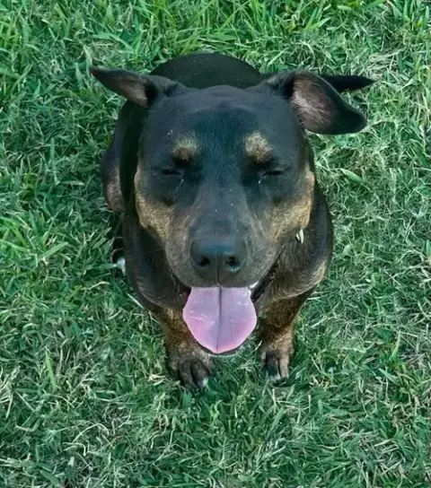 Olive photo 2