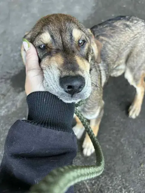 Mutt & Jeff photo 4