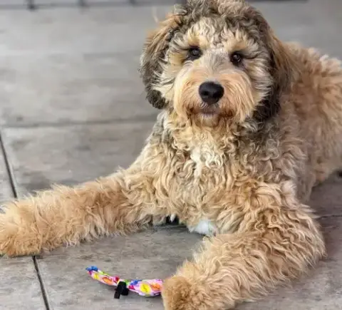 Ludo