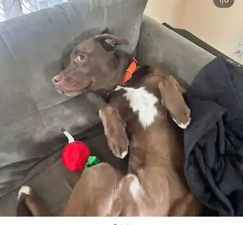 Choco *Courtesy Post*