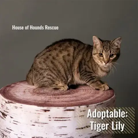 Tiger Lilly Bi