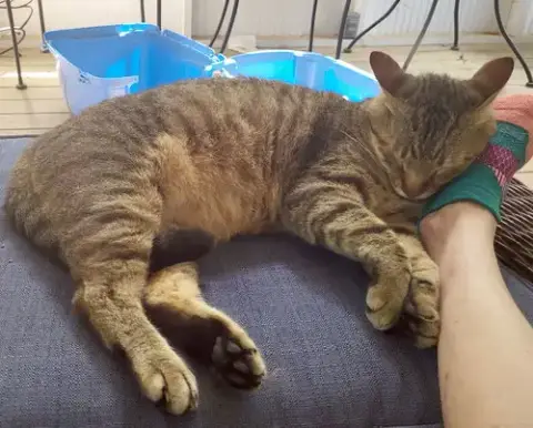 Pookah
