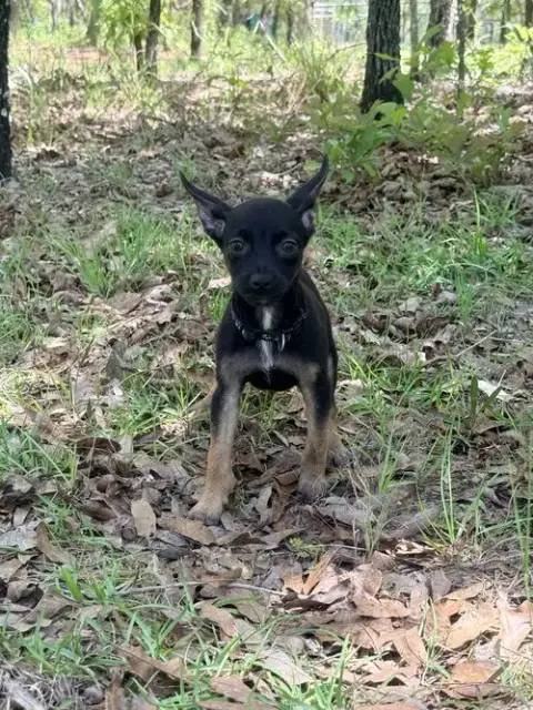 All-Star Soccer Litter