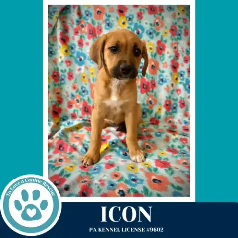 Icon photo 3