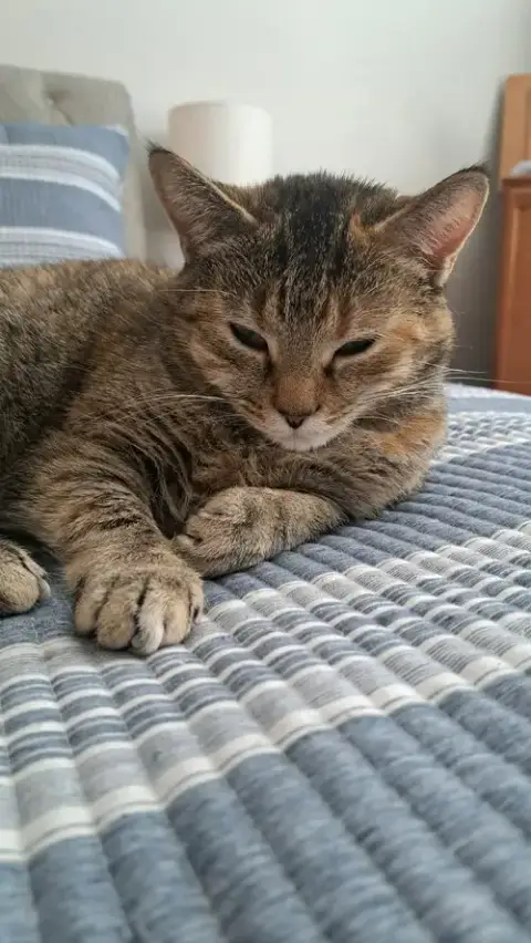 Cat photo 2