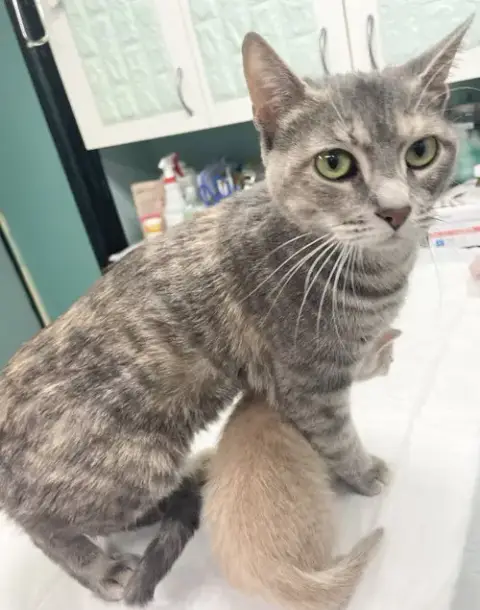 Daisy