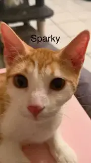 Sparky photo 3