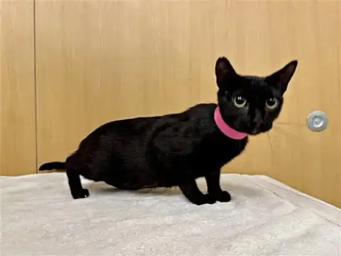 Frankie Jo