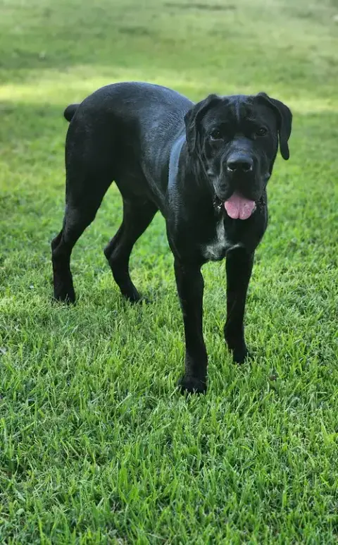 Clifford photo 2