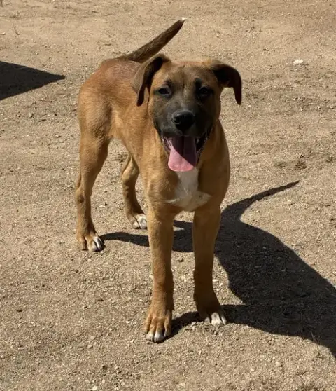 Brutus photo 4
