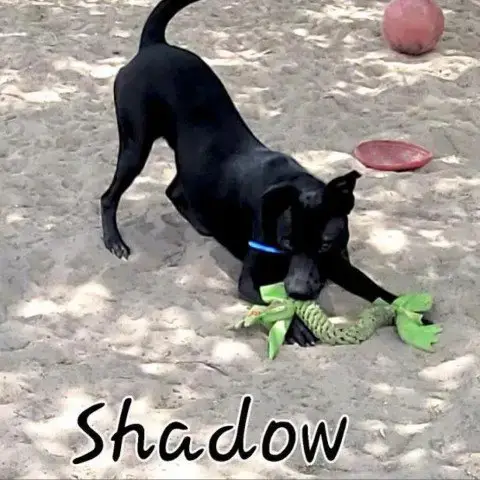 Shadow Jum photo 2