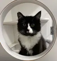 Loki