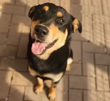 Black Dog