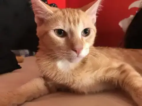 Sylvie
