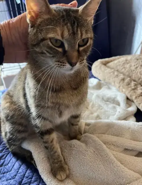 Cocoa Puff