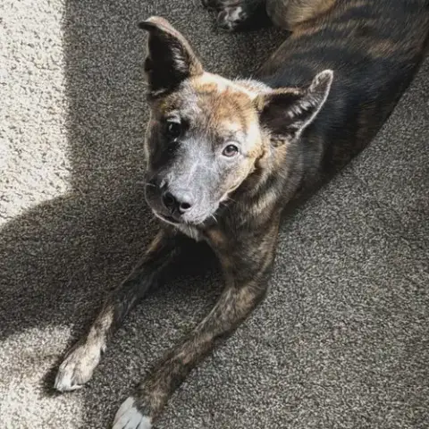Duke
