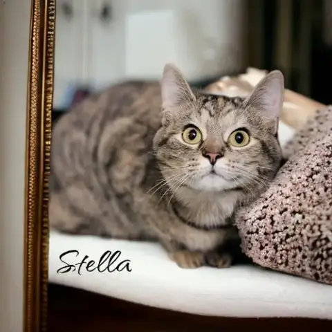 Stella photo 4