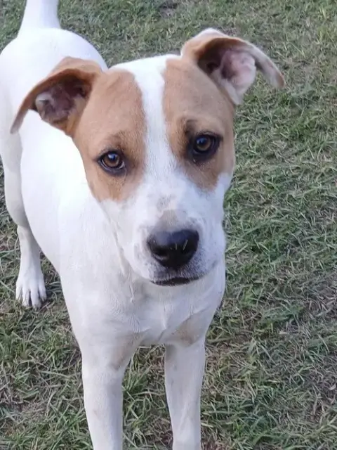 Cheyenne
