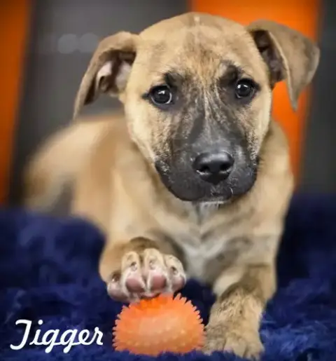 Tigger