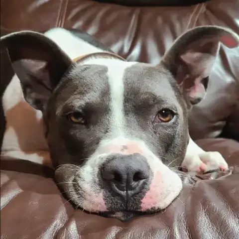 Rocky Xxiv photo 2