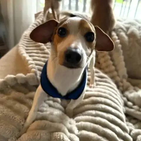 Turbo A Young Rat Terrier-Dachshund Mix photo 3