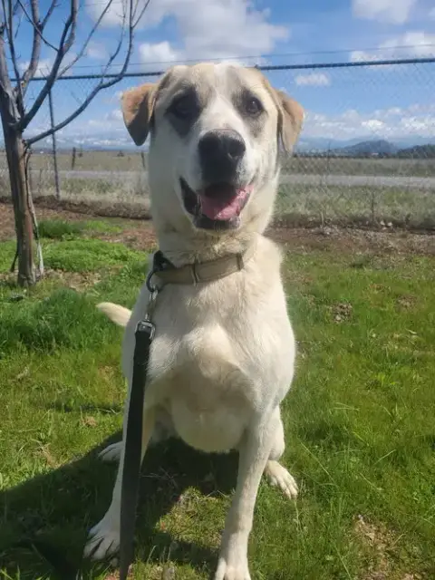 Jasper photo 3