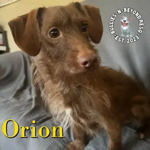Orion photo 2
