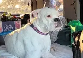 Lucy Viii photo 2