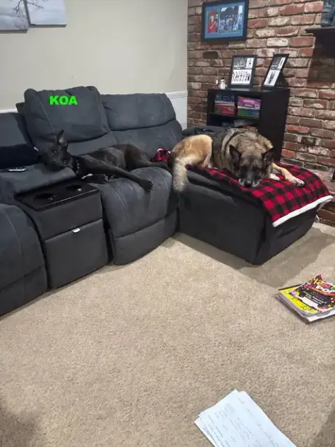 Koa