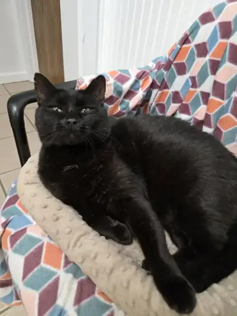 Felix photo 4