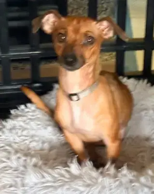 Petunia