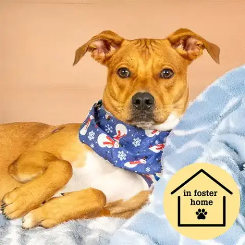 Scout