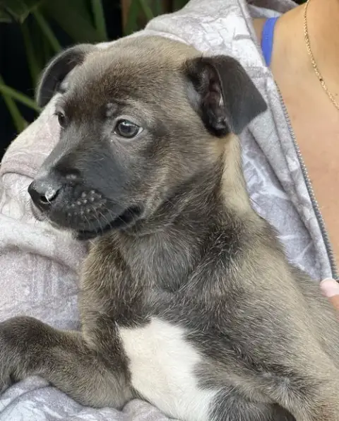 Sable photo 3
