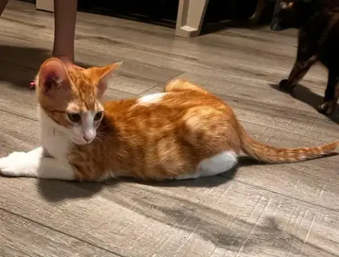 Tigger