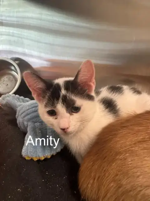 Amity