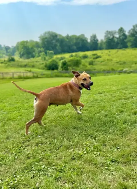 Kahlua photo 3