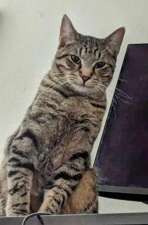 Peppercorn