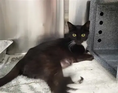 Meow-Kitty