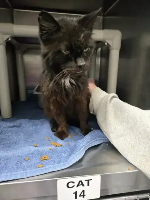 Doctor Fontaine: Not At The Shelter photo 4