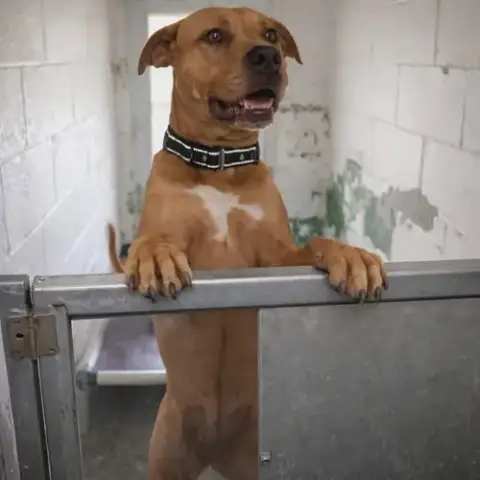 Gracie "Sunny:"  At Shelter photo 3