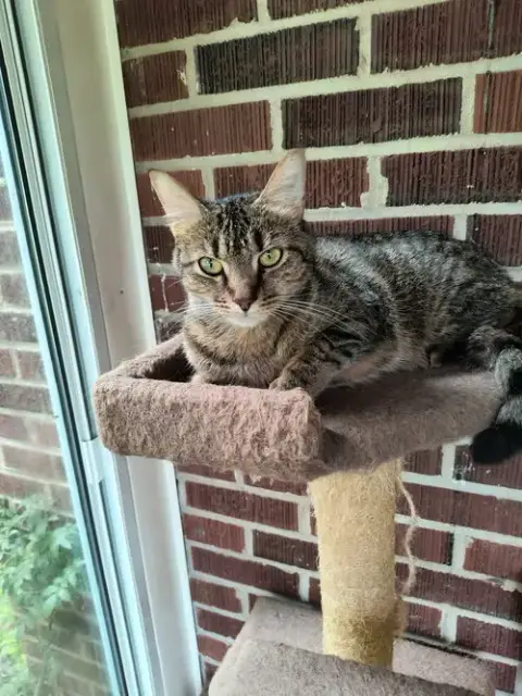 Cleo photo 2