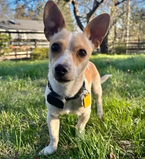 Georgie