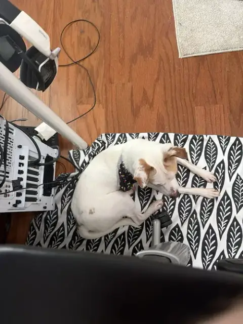 Milo photo 3