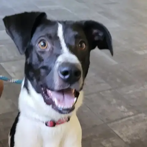 Chester 2 *Adopt Or Foster* photo 2