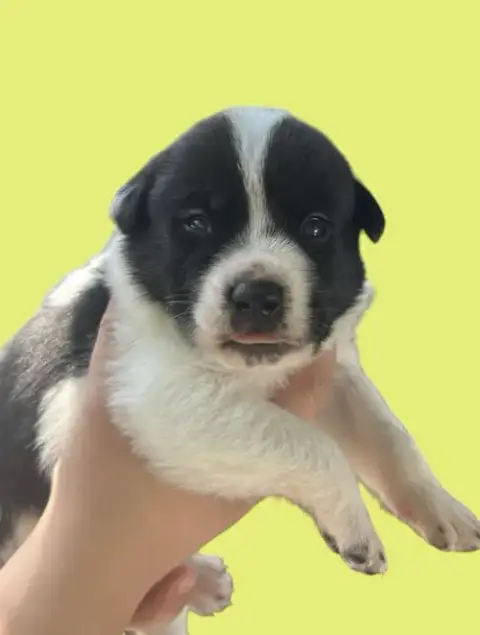 Momma Iris' Litter: Teddy