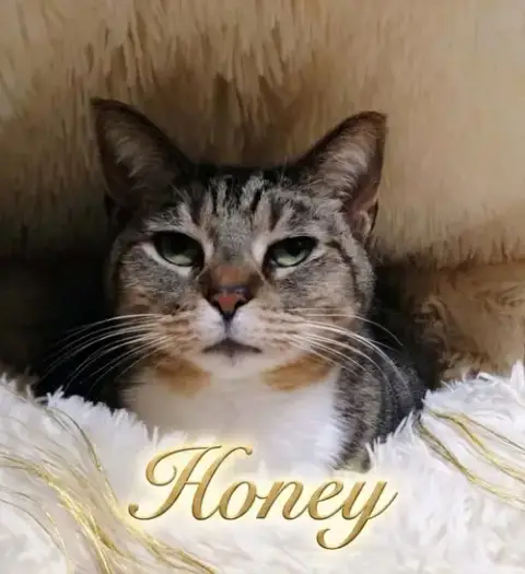 Honey