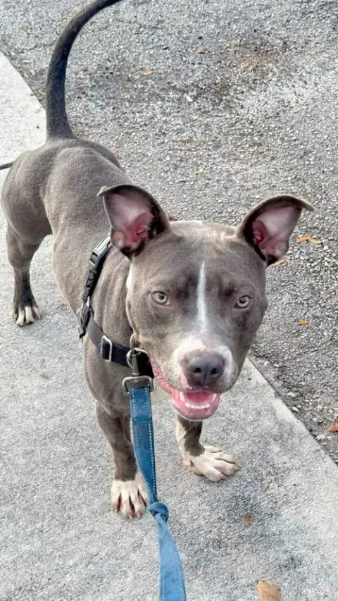 Jett